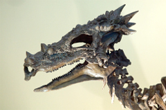 Cranio di Dracorex hogwartsia