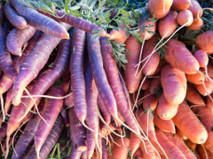varietà di carote di colore viola