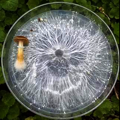 cerchio di funghi coltivato su agar-agar