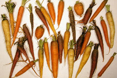 Carote lunghe e carote corte