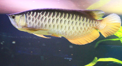 pesce drago argentato. Foto: Karelj