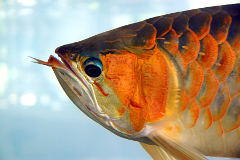 pesce drago (Scleropages legendrei). Foto: Marcel Burkhard
