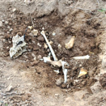 Trovato scheletro di Tatzelwurm sopra Bolzano