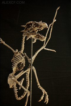 scheletro di viverna